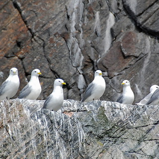 Zodiac tour - Kittiwake gulls